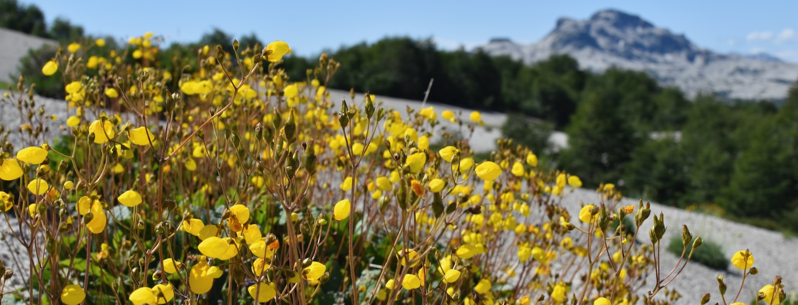 flowers just outisde of Bariloche Argentina